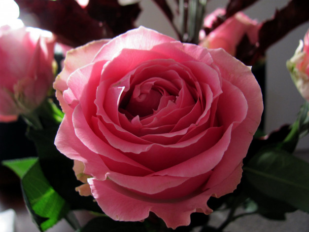 Обои картинки фото цветы, розы, розовая, роза, макро