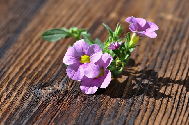 Обои картинки фото цветы, петунии,  калибрахоа, розовая, петуния