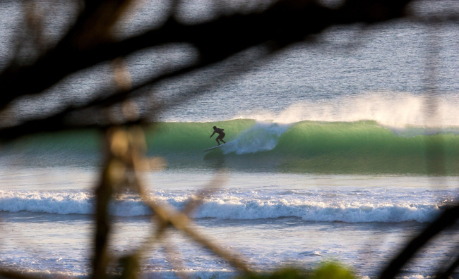 Обои картинки фото спорт, серфинг, ветки, серфер, серф, море, волна