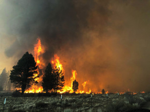 обоя природа, огонь, горящие, деревья, дым, пожар