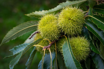 Картинка природа шишки +жёлуди +каштаны каштаны