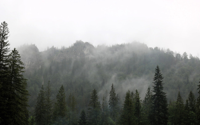 Обои картинки фото природа, горы, туман, лес, деревья