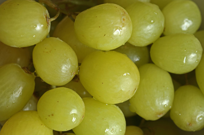 Обои картинки фото еда, виноград, ягоды, зеленый, капли, макро