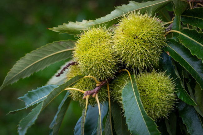 Обои картинки фото природа, шишки,  жёлуди,  каштаны, каштаны