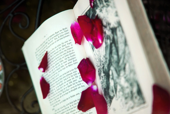 Обои картинки фото разное, канцелярия,  книги, книга, лепестки