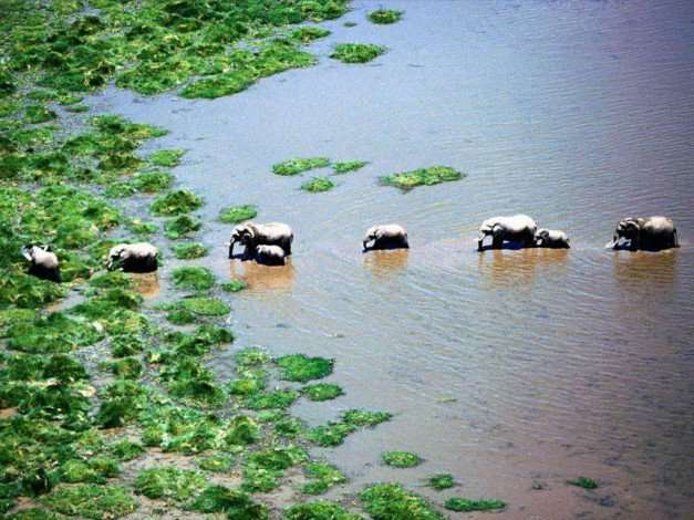 Обои картинки фото слоны, животные