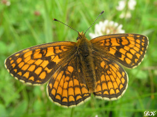 Картинка диктина животные бабочки