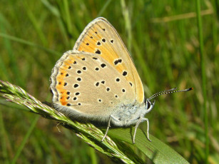 Картинка heodes hippothoe животные бабочки