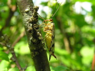 Картинка скорпионница животные насекомые