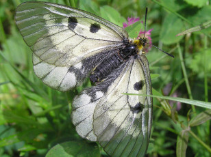 Картинка мнемозина животные бабочки