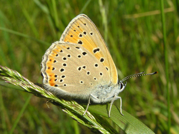 Обои картинки фото heodes, hippothoe, животные, бабочки