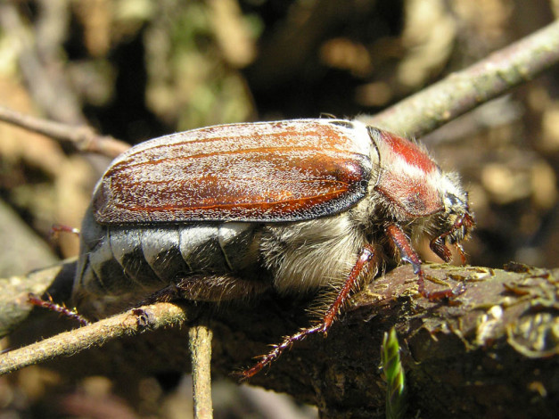 Обои картинки фото хрущ, животные, насекомые
