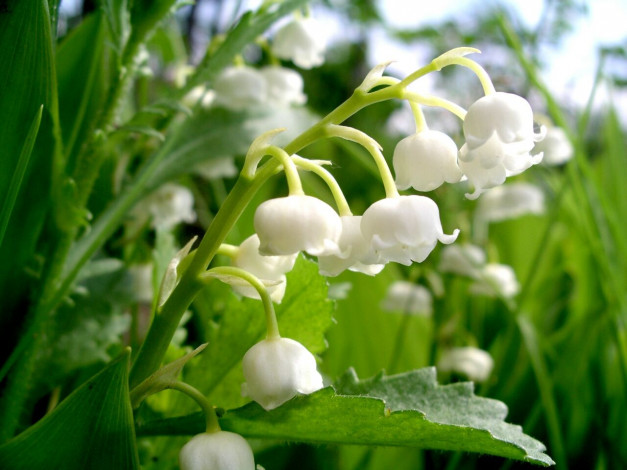 Обои картинки фото ландыши, цветы