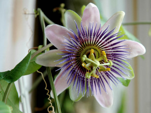 Картинка цветы пассифлора