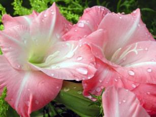 Картинка цветы гладиолусы