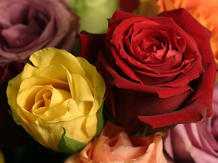 Картинка цветы розы