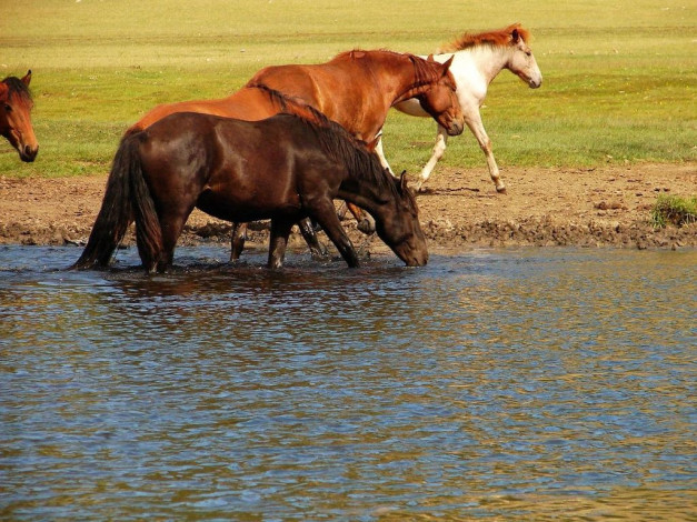 Обои картинки фото животные, лошади