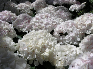 Картинка цветы гортензия