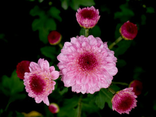 Картинка цветы хризантемы