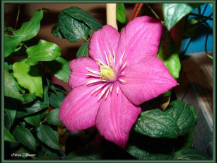 Картинка цветы клематис ломонос