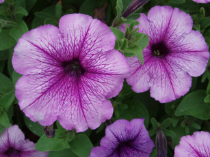 Картинка цветы петунии калибрахоа