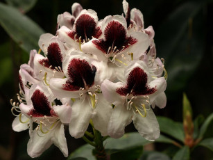 Картинка цветы рододендроны азалии