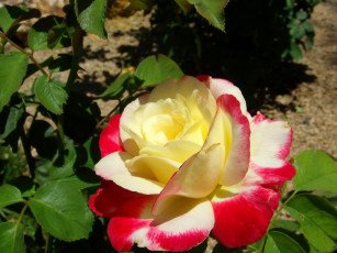 Картинка цветы розы