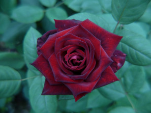 Картинка цветы розы