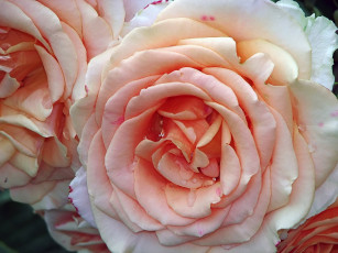 Картинка цветы розы