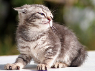 Картинка животные коты