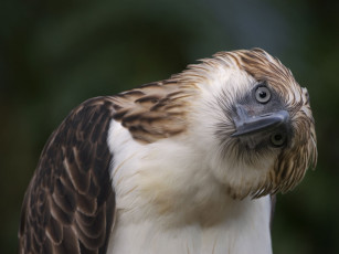 Картинка животные птицы хищники