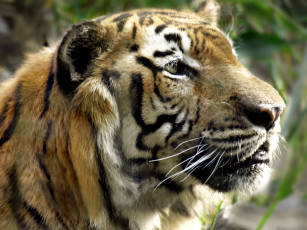 Картинка животные тигры