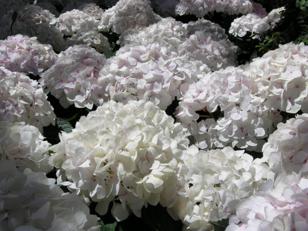 Обои картинки фото цветы, гортензия