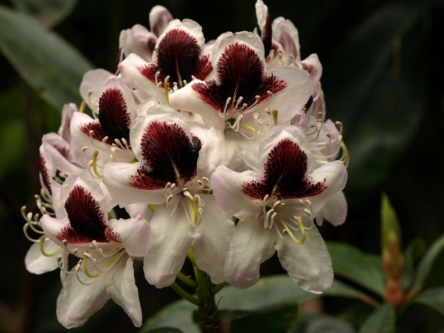 Обои картинки фото цветы, рододендроны, азалии