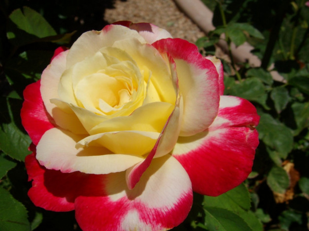 Обои картинки фото цветы, розы