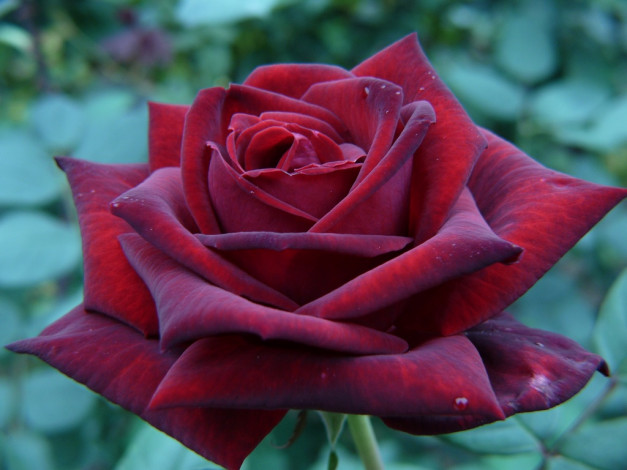 Обои картинки фото цветы, розы