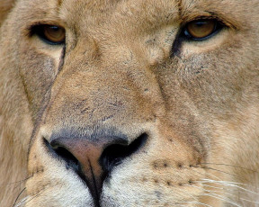 Картинка животные львы