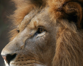 Картинка животные львы