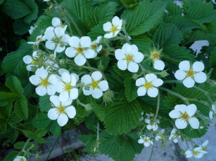 Картинка цветы