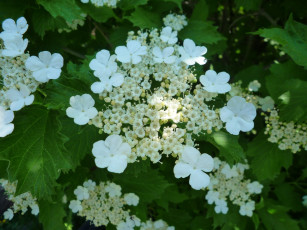 Картинка цветы цветущие деревья кустарники калина