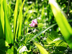 Картинка цветы шиповник