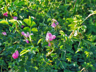 Картинка цветы шиповник