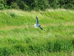 Картинка животные Чайки бакланы крачки