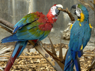 Картинка животные попугаи