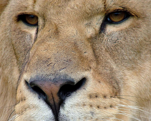 Обои картинки фото животные, львы