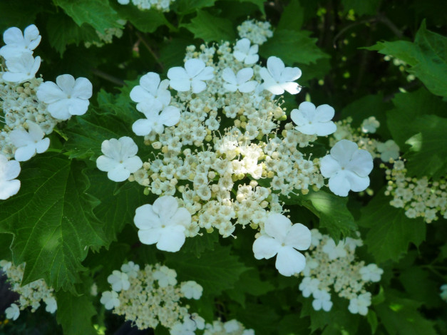 Обои картинки фото цветы, цветущие, деревья, кустарники, калина