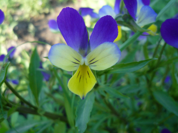 Обои картинки фото цветы, фиалки