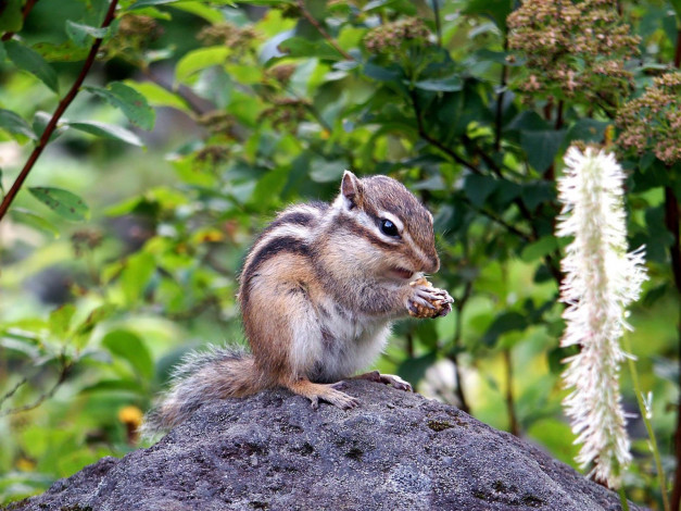 Обои картинки фото животные, бурундуки