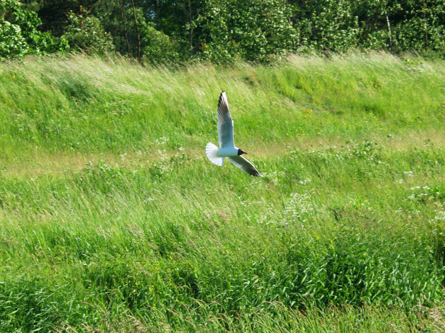 Обои картинки фото животные, Чайки, бакланы, крачки