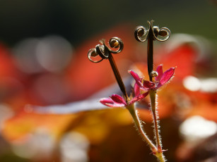 Картинка цветы